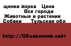 щенки йорка › Цена ­ 15 000 - Все города Животные и растения » Собаки   . Тульская обл.